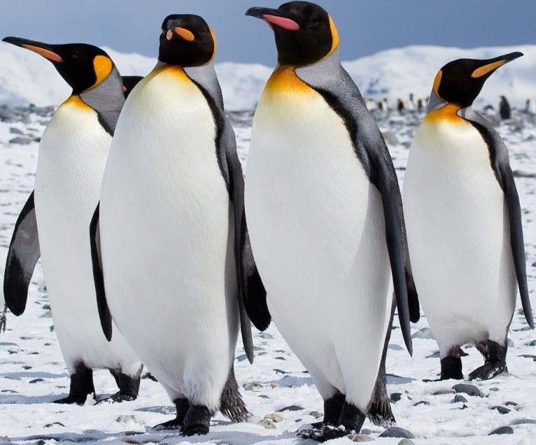 King Penguin and Emperor Penguin Similarities and ...