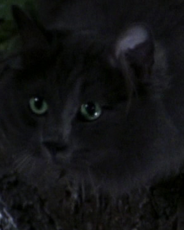 Unnamed Grey Cat Stuart Little C Syde S Wiki Fandom