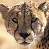 Cheetah Jaguar Leopard Lion Or Tiger Which Is Fastest C