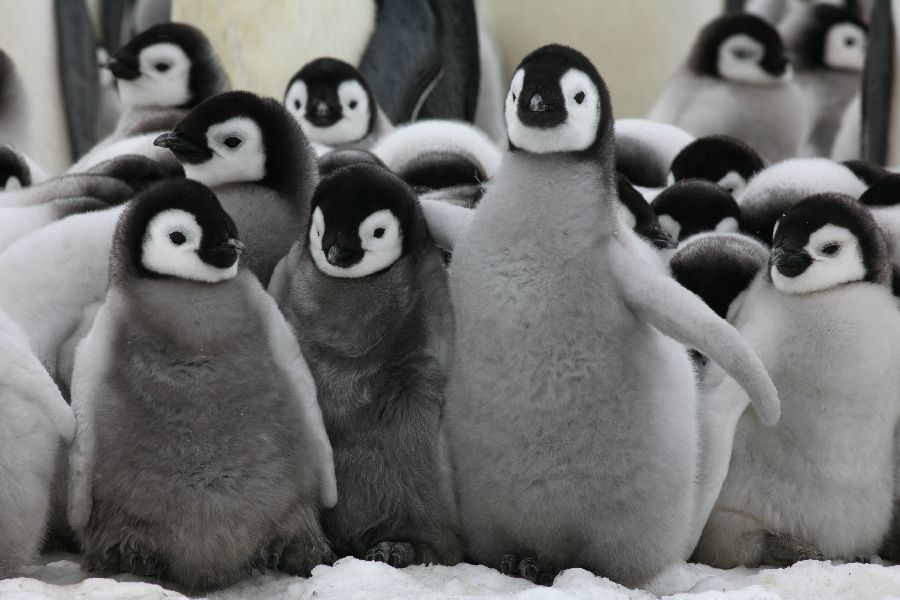 Image - Emperor Penguin Chicks.png 