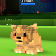 Terrier