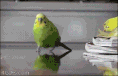 Giphy-downsized