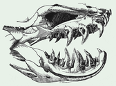 Jaw