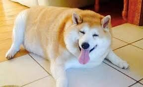 Fat Doge Cute Doge Wikia Fandom - very kawaii doge roblox
