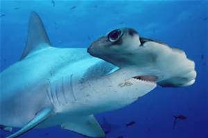 Shark