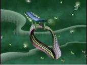 Mobius