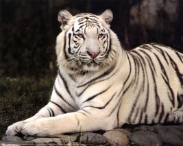Whitetigerb10001346 1