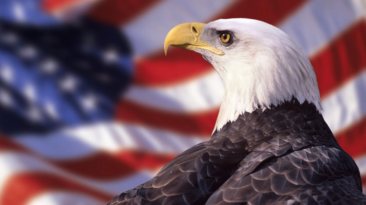 Bald Eagle and American Flag --- Image by &Acirc;&copy; Ocean/Corbis
