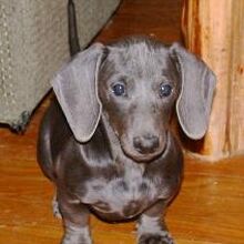 Isabella blue dachshund cheap
