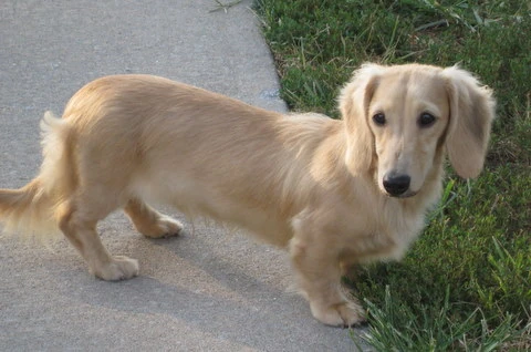 cream smooth dachshund