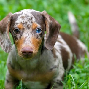 dapple colored dachshund