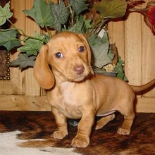 diy indoor puppy pen