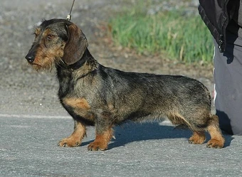 wire haired dachshund wild boar