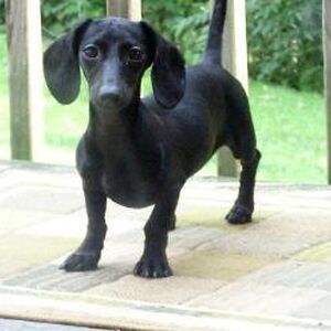 black dachshund