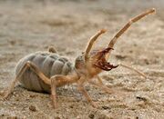 Solifugae 78