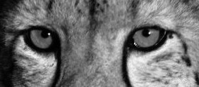 Cheetah-Eyes