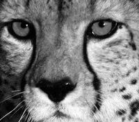 Sheba 1
