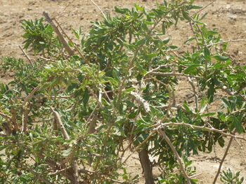 Chenopodiaceae