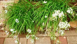 Allium schoenoprasum hagosrim 1