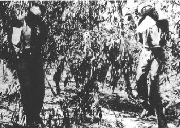 Hanged sergeants