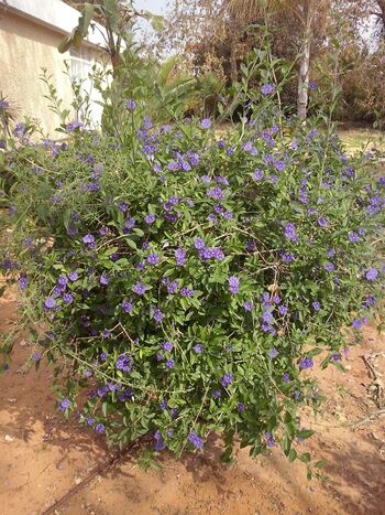 Solanum Rantonnetii from Raanana