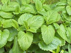 Melissa officinalis01