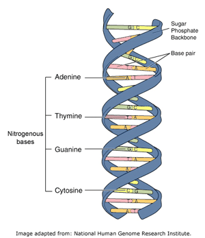 Dna basepairs