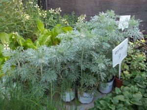 Artemisia arborescens