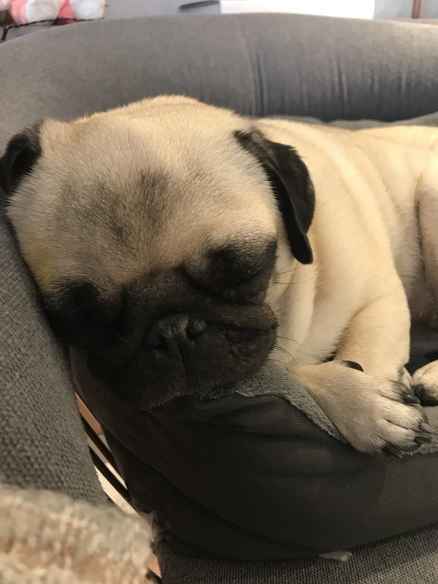 cockapoo cross yorkshire terrier