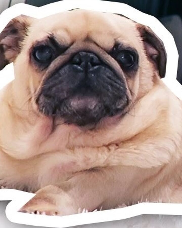 Peggy Dantdm Wiki Fandom - pug vs pug roblox