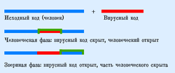 Werevirus mechanism