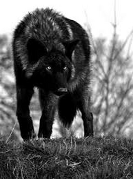Fenris Wolf