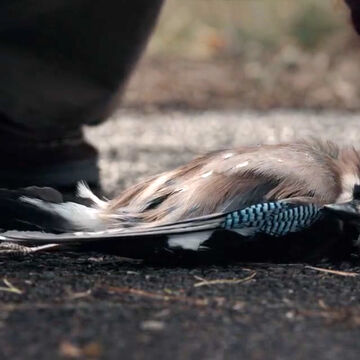 Dead Animals Dark Wiki Fandom