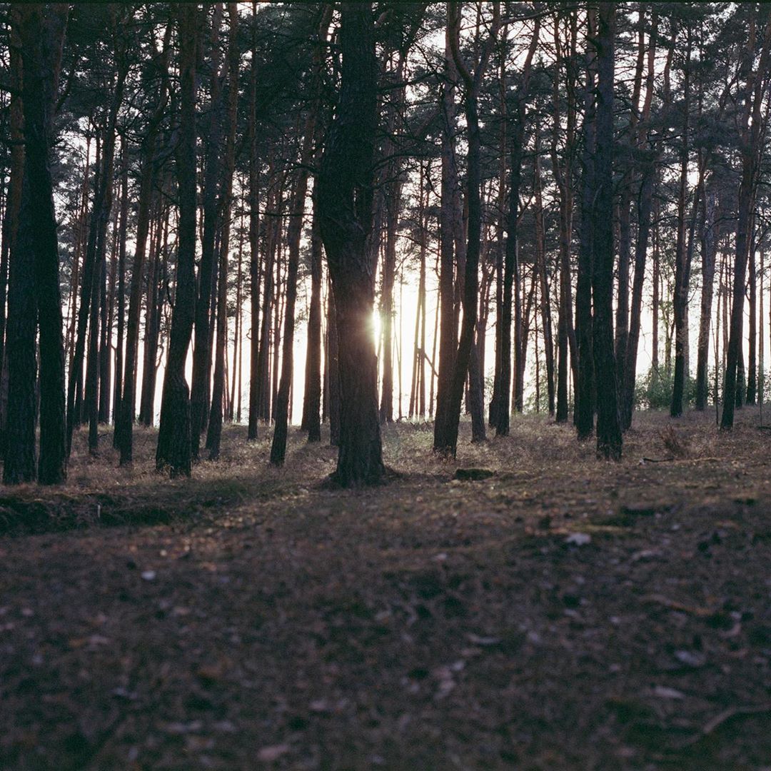 Forest Dark Wiki Fandom