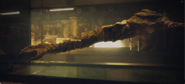 File:Gill-man arm.jpg