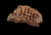 Grilled Meat
