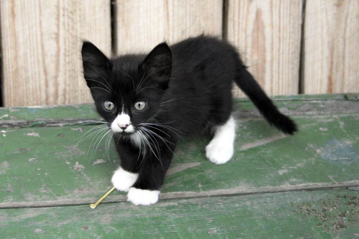 Image result for kitten with white paws free image