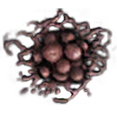 PoisonousMushrooms(Harvestable)-0