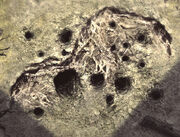 Holestohideout2