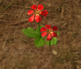 Firewheel