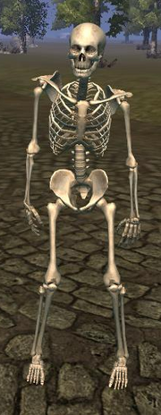 Skeleton