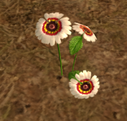 Whitesun