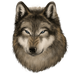 Wolf pet