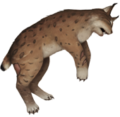 Lynx corpse