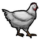 Chickens