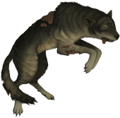 Wolf corpse