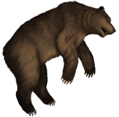 Bear corpse