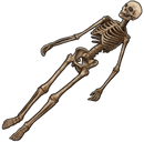 Human skeleton