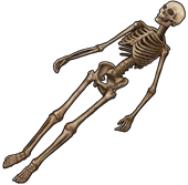 Human skeleton