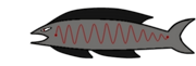 Rare Fish V2